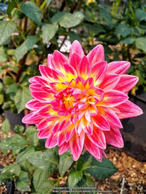 The mesmerizing colors of the Sunrise Dahlua flower